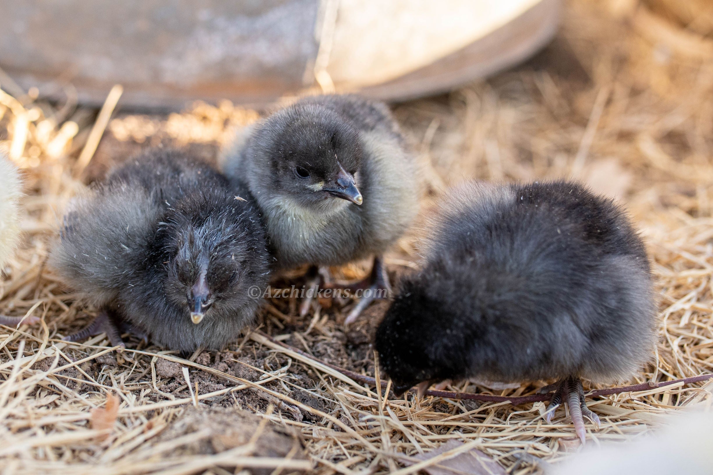 American Bresse Chicks | Az Chickens