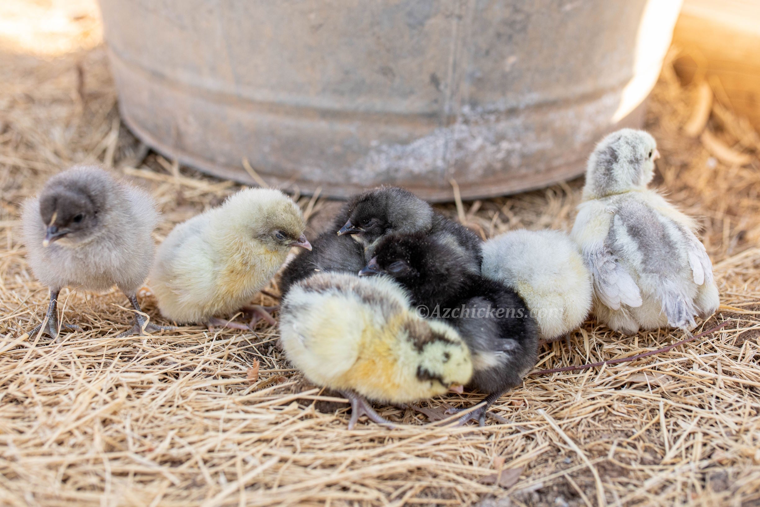 American Bresse Chicks | Az Chickens