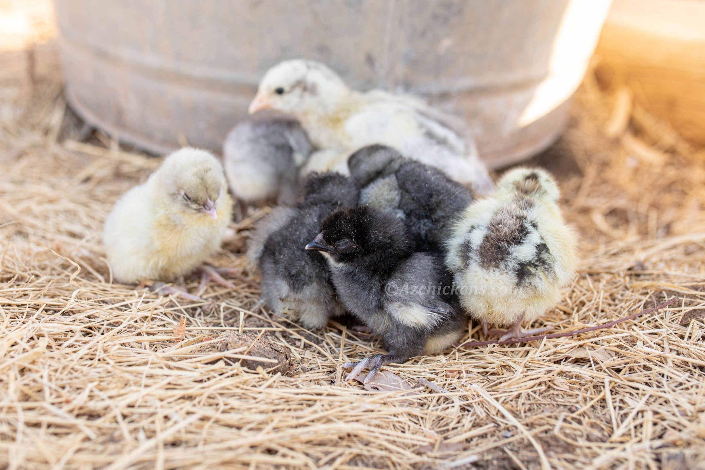 American Bresse Chicks | Az Chickens