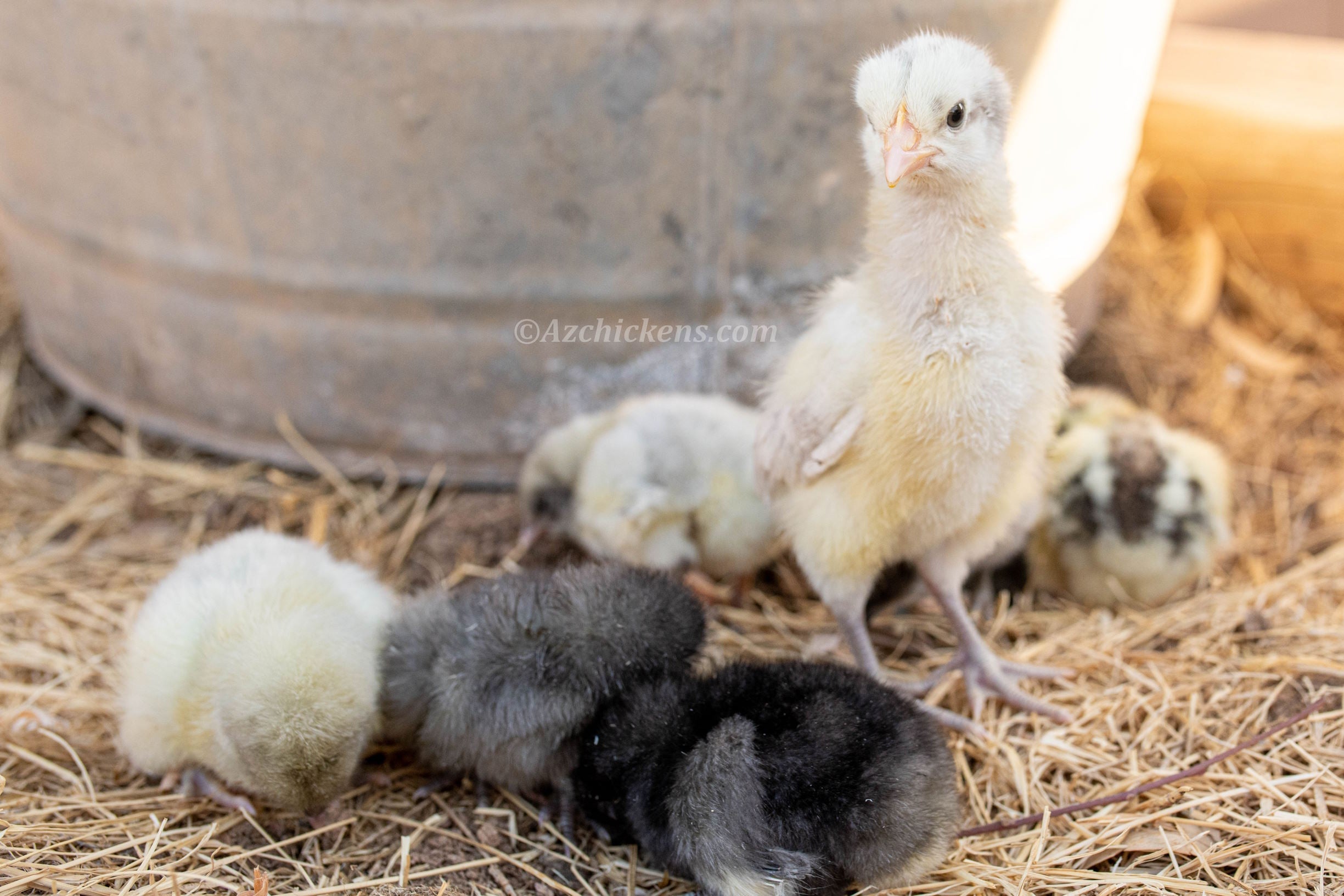 American Bresse Chicks | Az Chickens