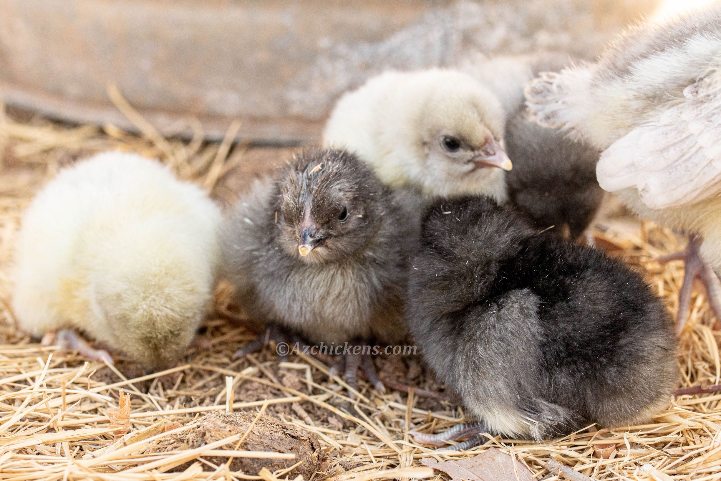 American Bresse Chicks | Az Chickens