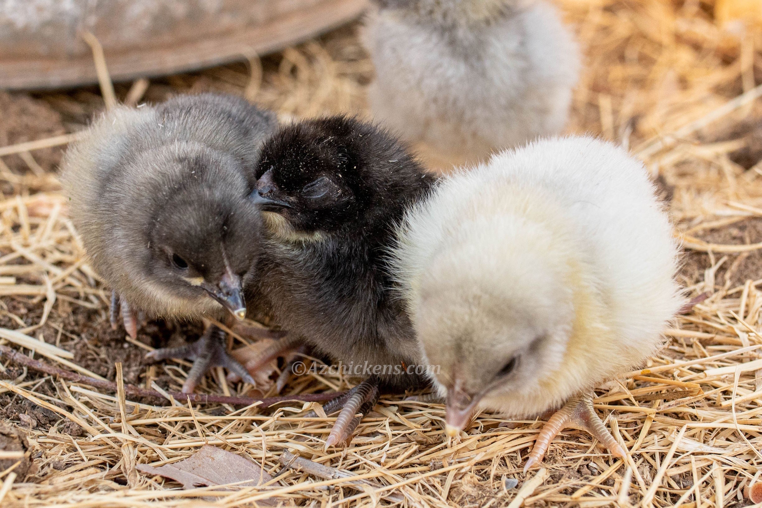 Blue American Bresse Chicks | Az Chickens