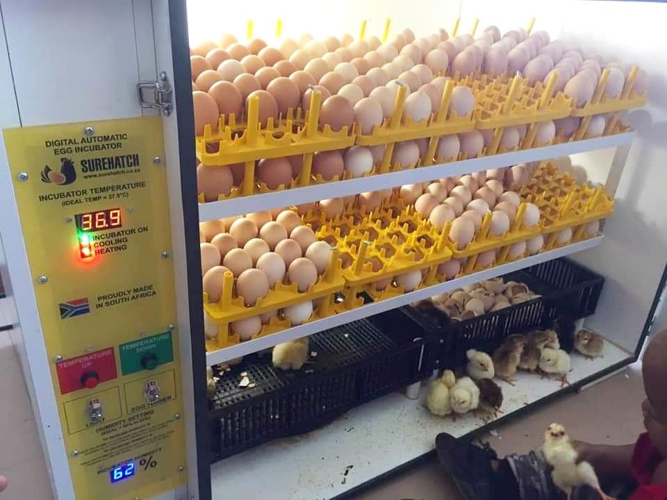 Surehatch SH680 Egg Incubator & Hatcher with Automatic Turner