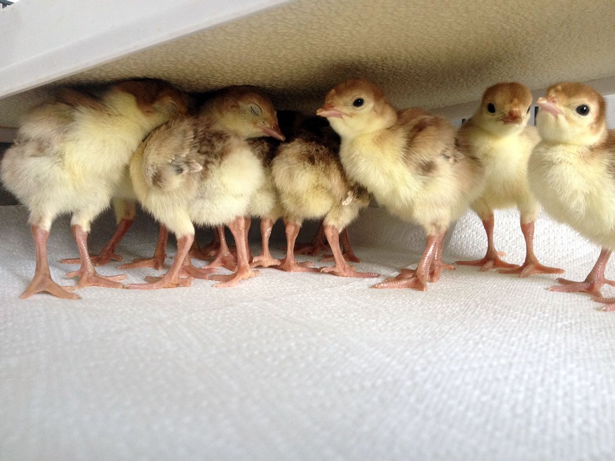 Sweeter Heater radiant panel heater mounted overhead in a chick brooder