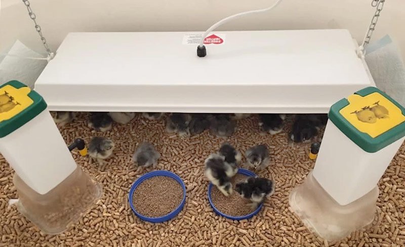 Sweeter Heater side-mount brooder heater installed on a coop wall