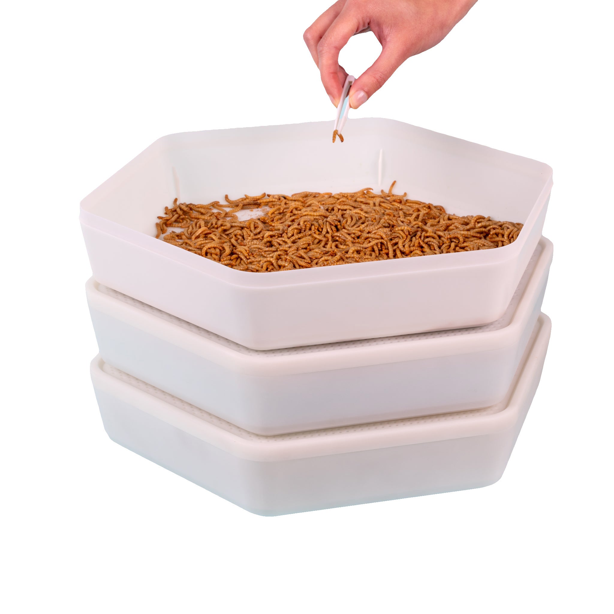 Three-tray mealworm farming system for chickens and backyard poultry