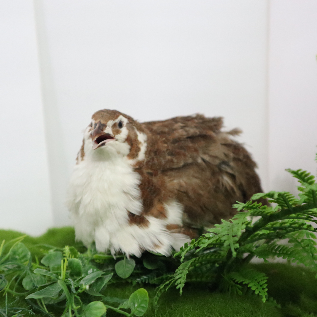 Jumbo Celadon Coturnix Hatching Eggs - true blue layers