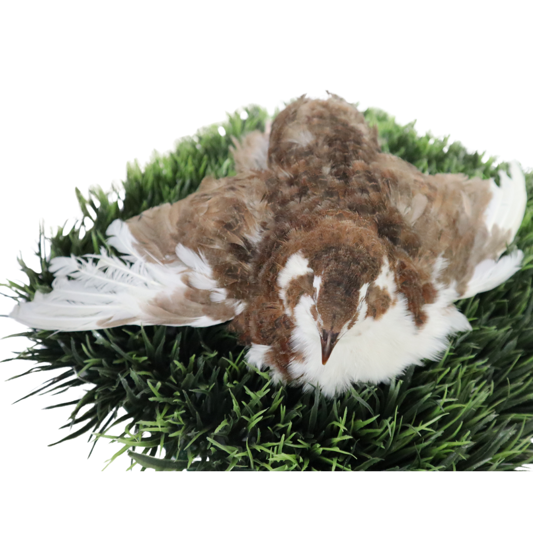 Jumbo Celadon Coturnix Hatching Eggs - true blue layers