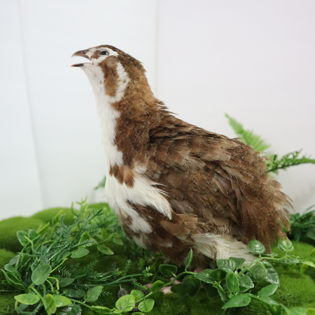 Jumbo Celadon Coturnix Hatching Eggs