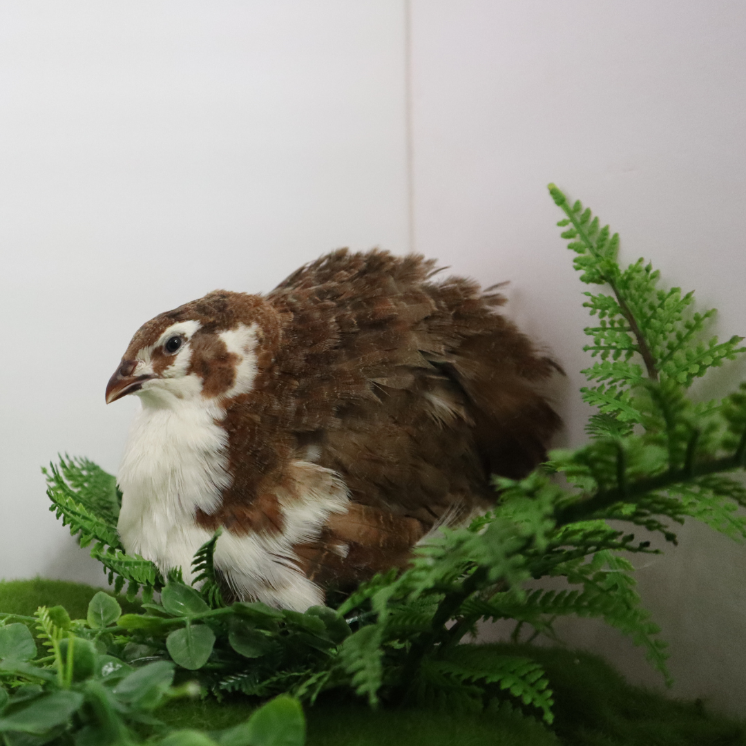 Jumbo Celadon Coturnix Hatching Eggs - true blue layers