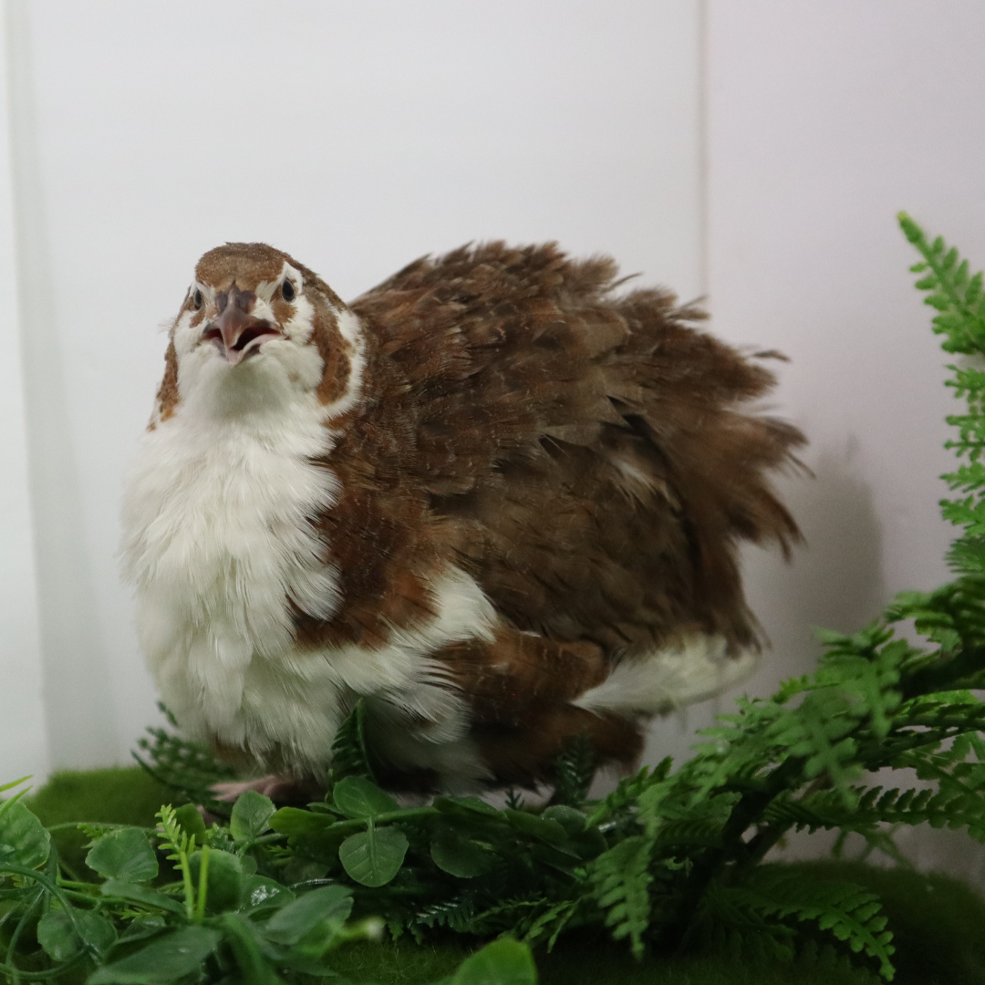 Jumbo Celadon Coturnix Hatching Eggs