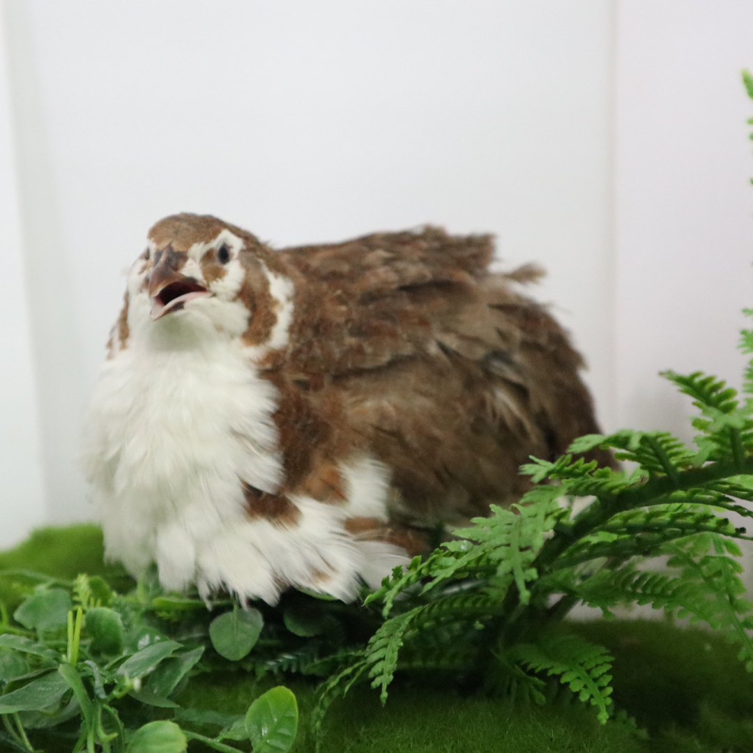 Jumbo Celadon Coturnix Hatching Eggs
