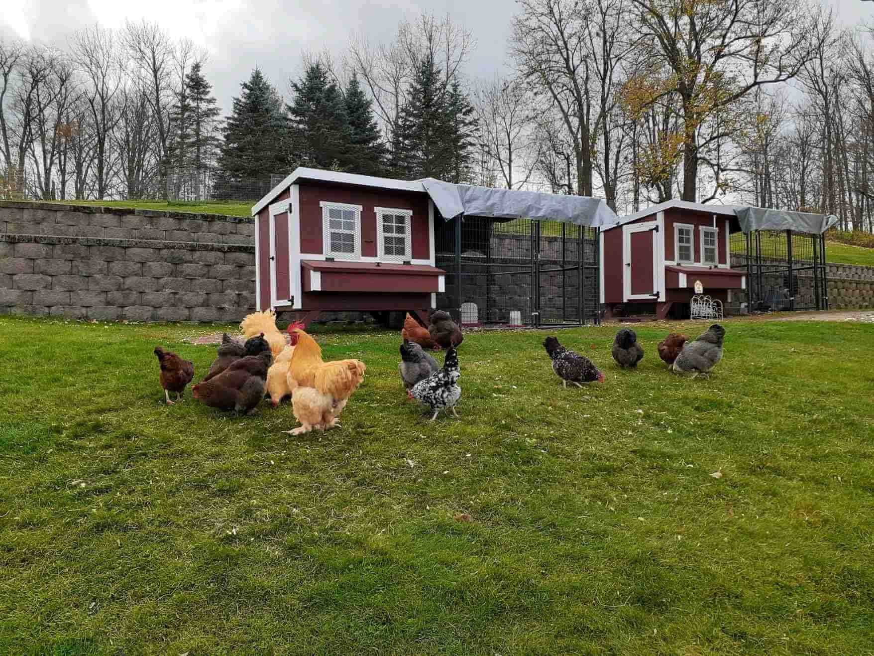 OverEZ Chicken Run 8' Walk-In, Stand-Alone or Attachable