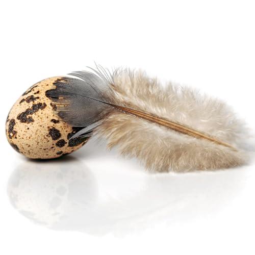 US-Farmed Quail Eggs