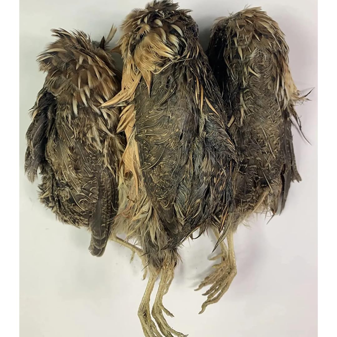 Undique Quail Whole Prey dehydrated