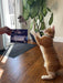 Undique Wing on String Cat Toy