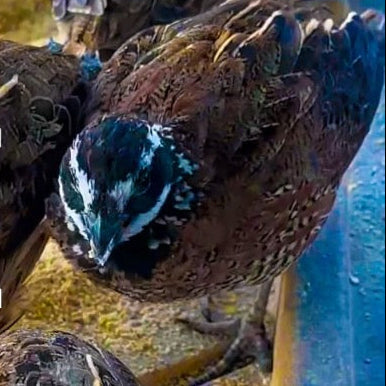36 Eggs Northern Bobwhite Quail Starter Kit
