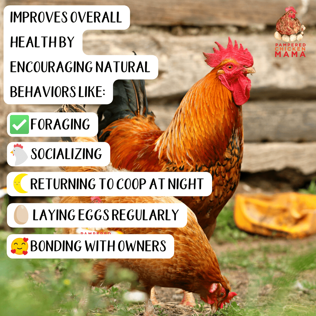 Pampered Chicken Mama Brewer's Yeast with Garlic, Oregano, & Echinacea For Adult Chickens, Baby Chicks, Ducks & Ducklings key features