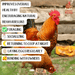 Pampered Chicken Mama Brewer's Yeast with Garlic, Oregano, & Echinacea For Adult Chickens, Baby Chicks, Ducks & Ducklings key features
