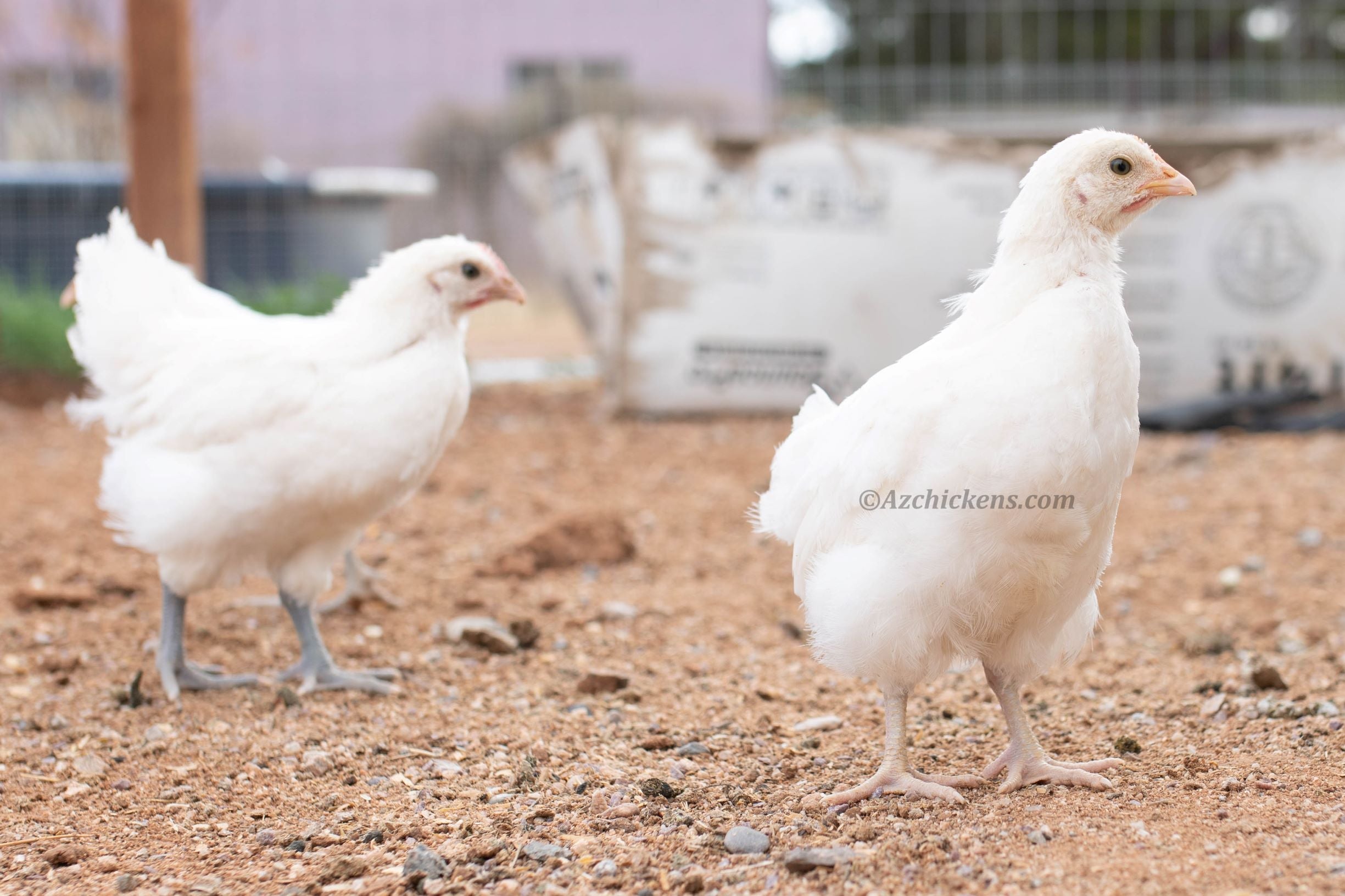 White American Bresse Chicks | Az Chickens