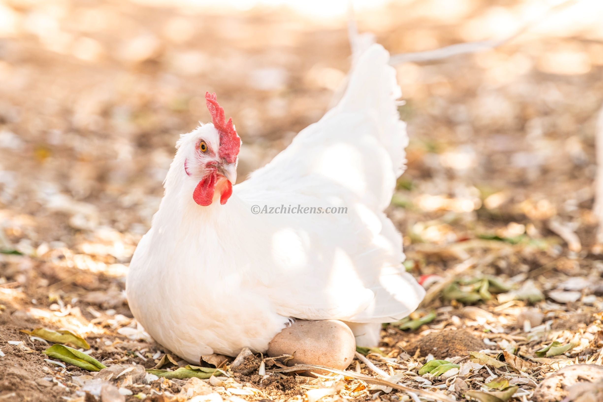 White American Bresse Chicks | Az Chickens