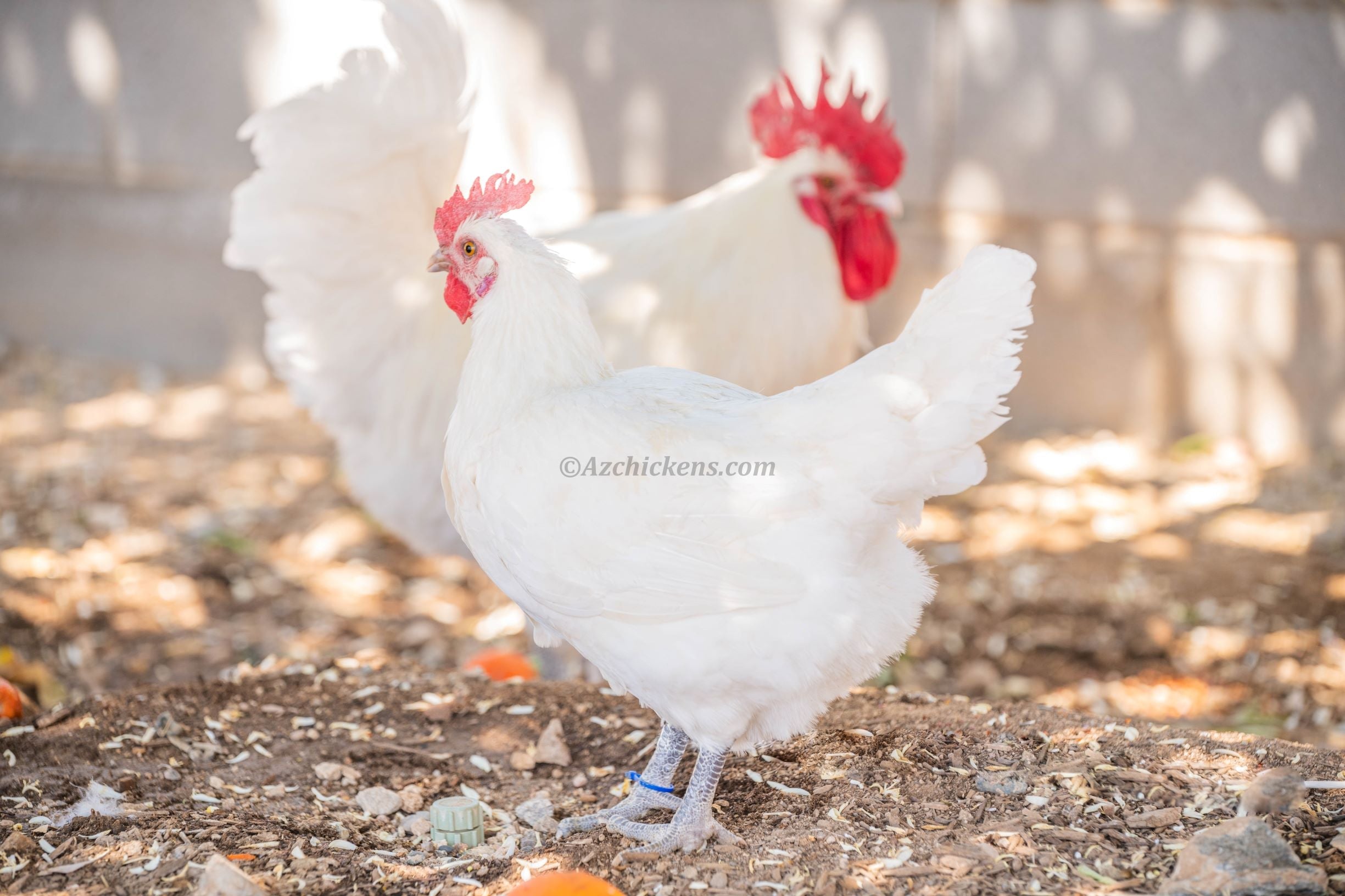 White American Bresse Chicks | Az Chickens