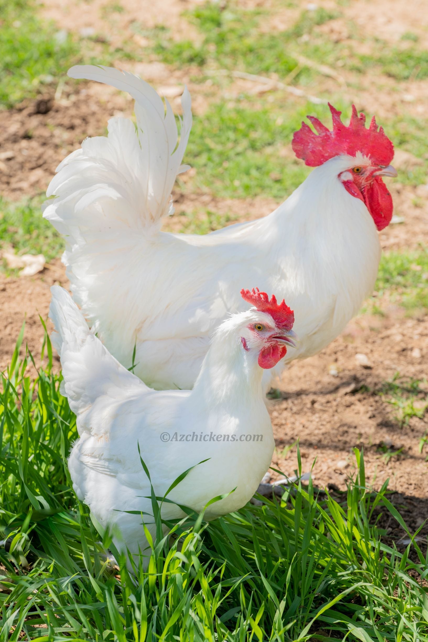 White American Bresse Chicks | Az Chickens