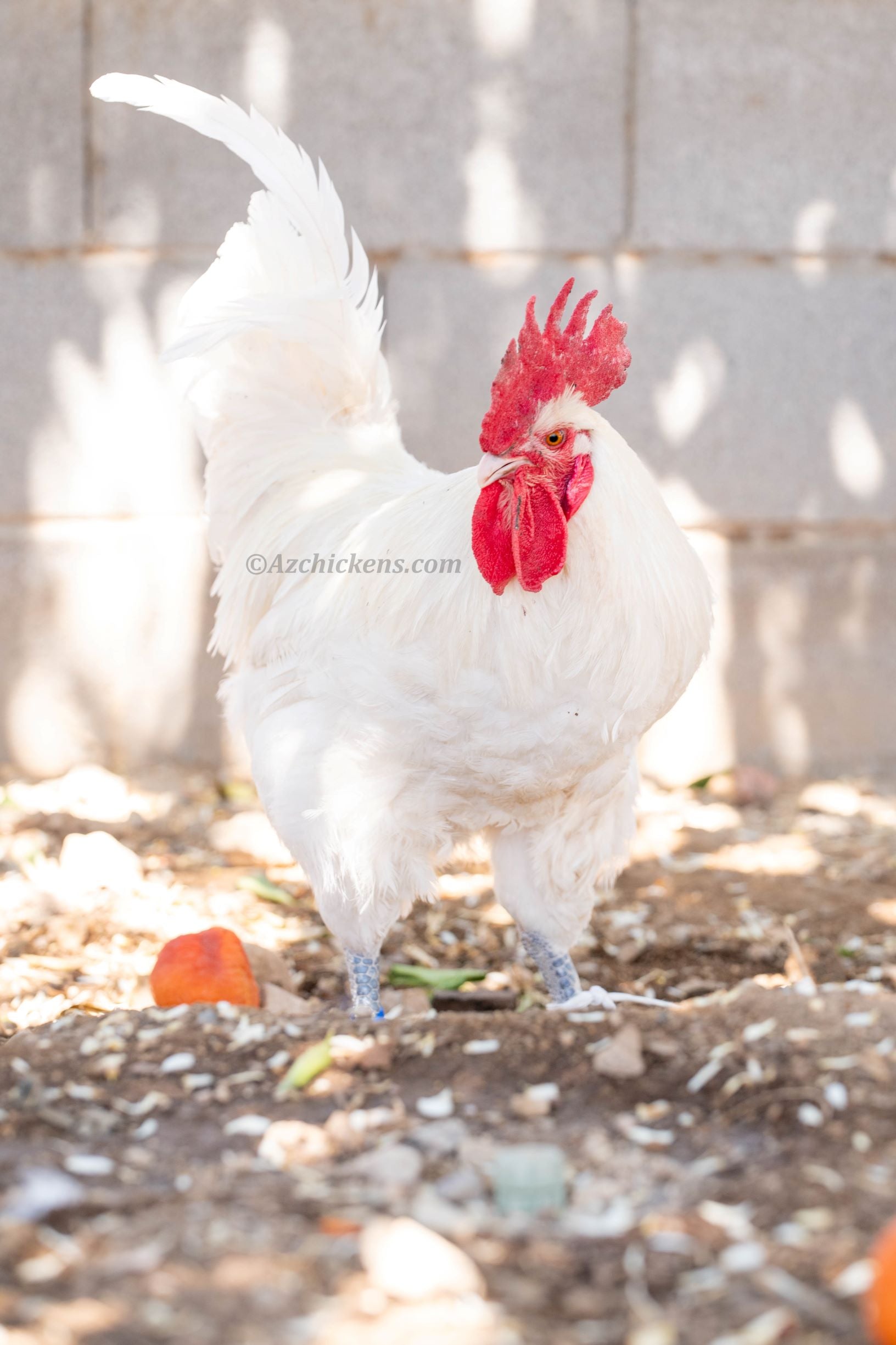 White American Bresse Chicks | Az Chickens