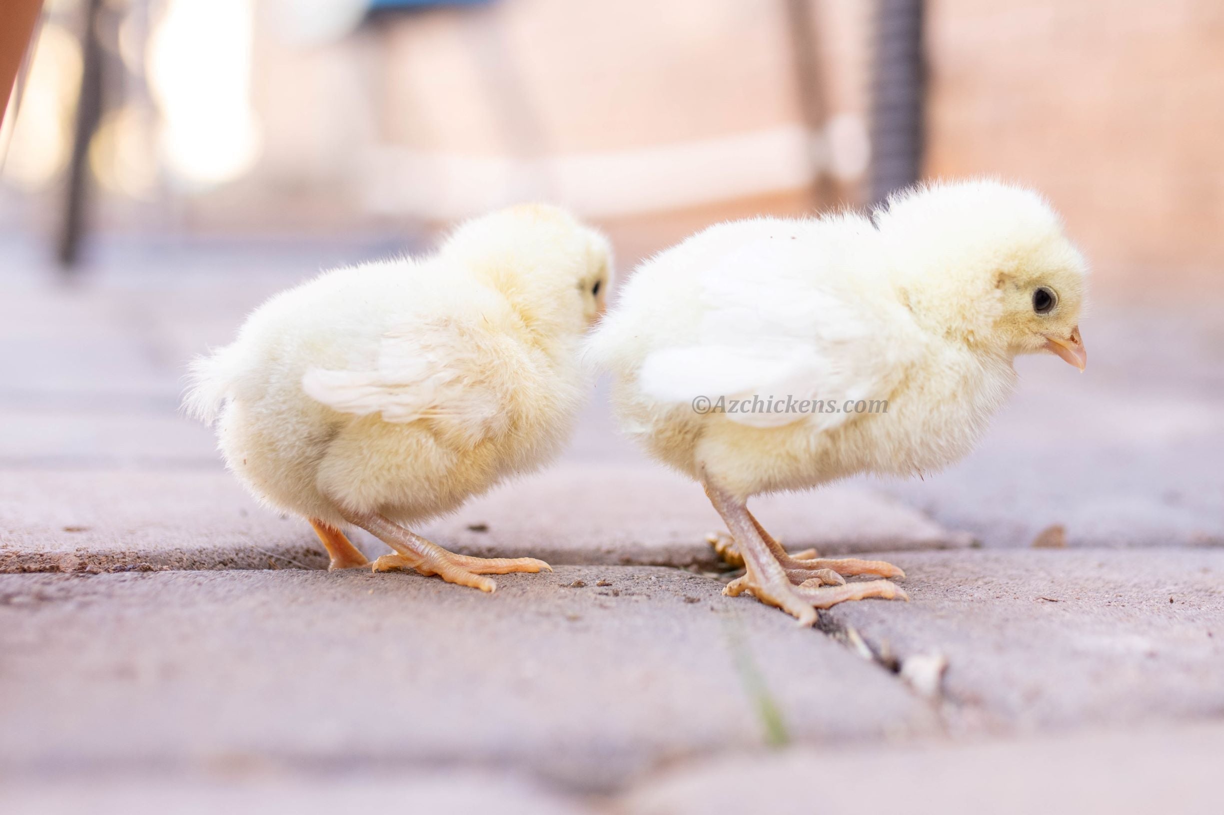 White American Bresse Chicks | Az Chickens