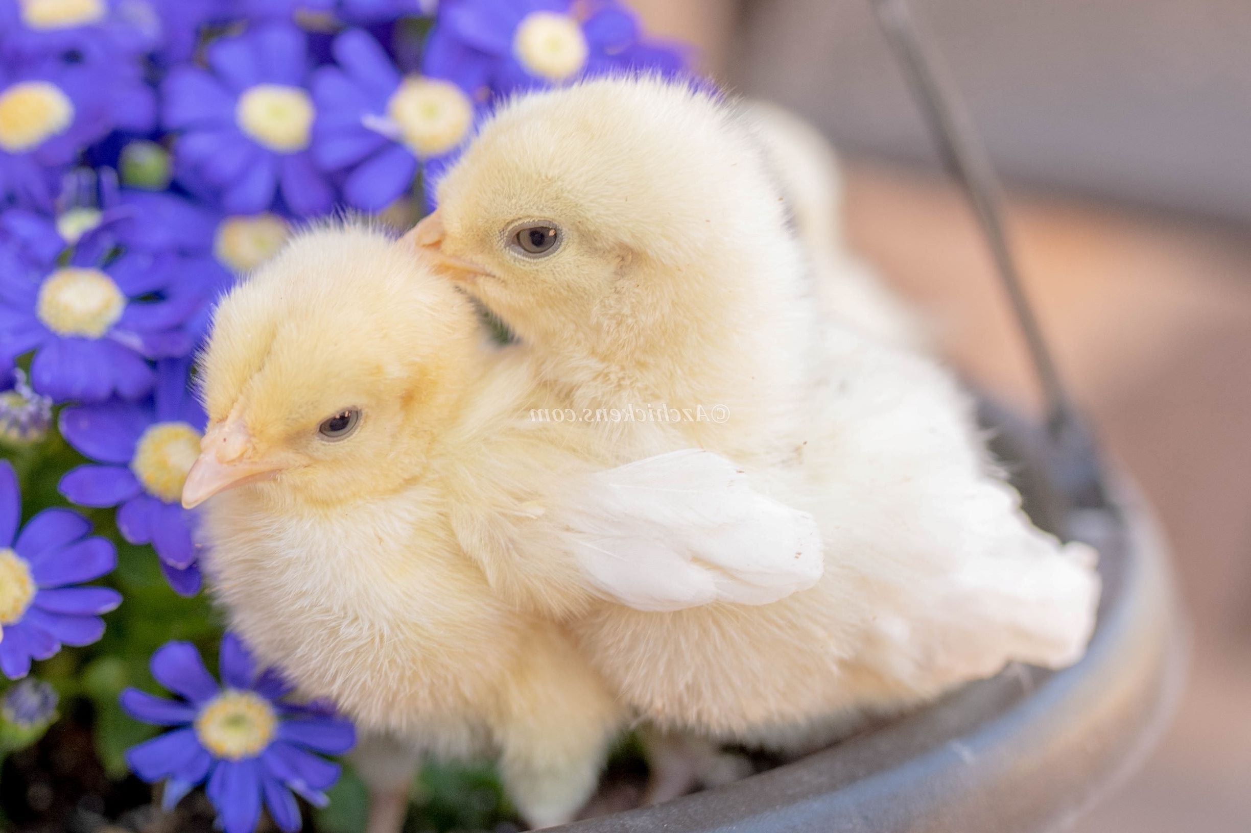 White American Bresse Chicks | Az Chickens