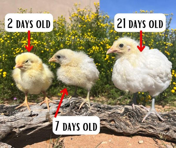 White American Bresse Chicks | Az Chickens