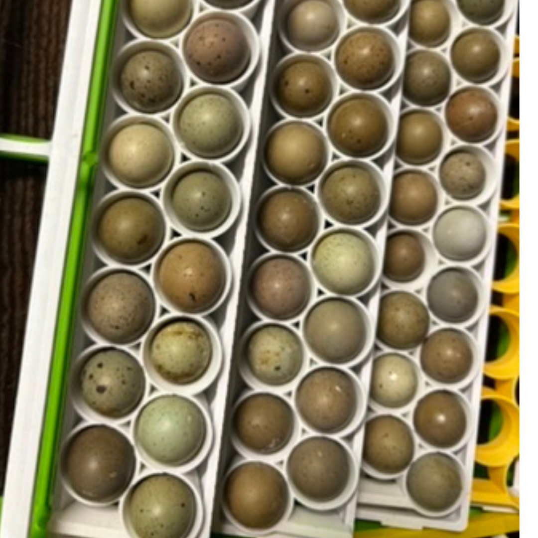 White Button Quail incubation rails for Conturn turners