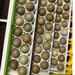 White Button Quail incubation rails for Conturn turners