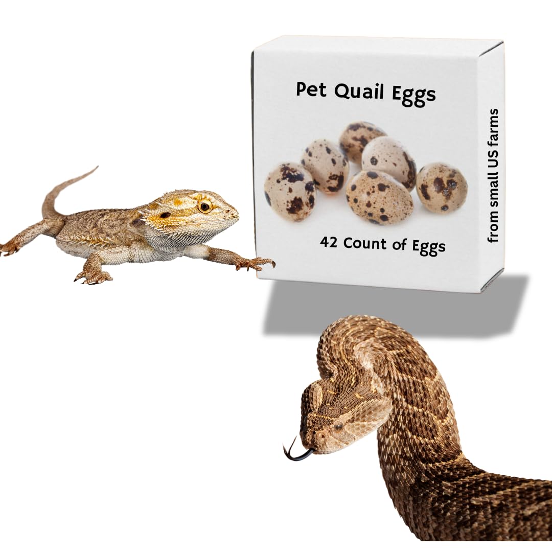 Whole Quail Eggs for Reptiles