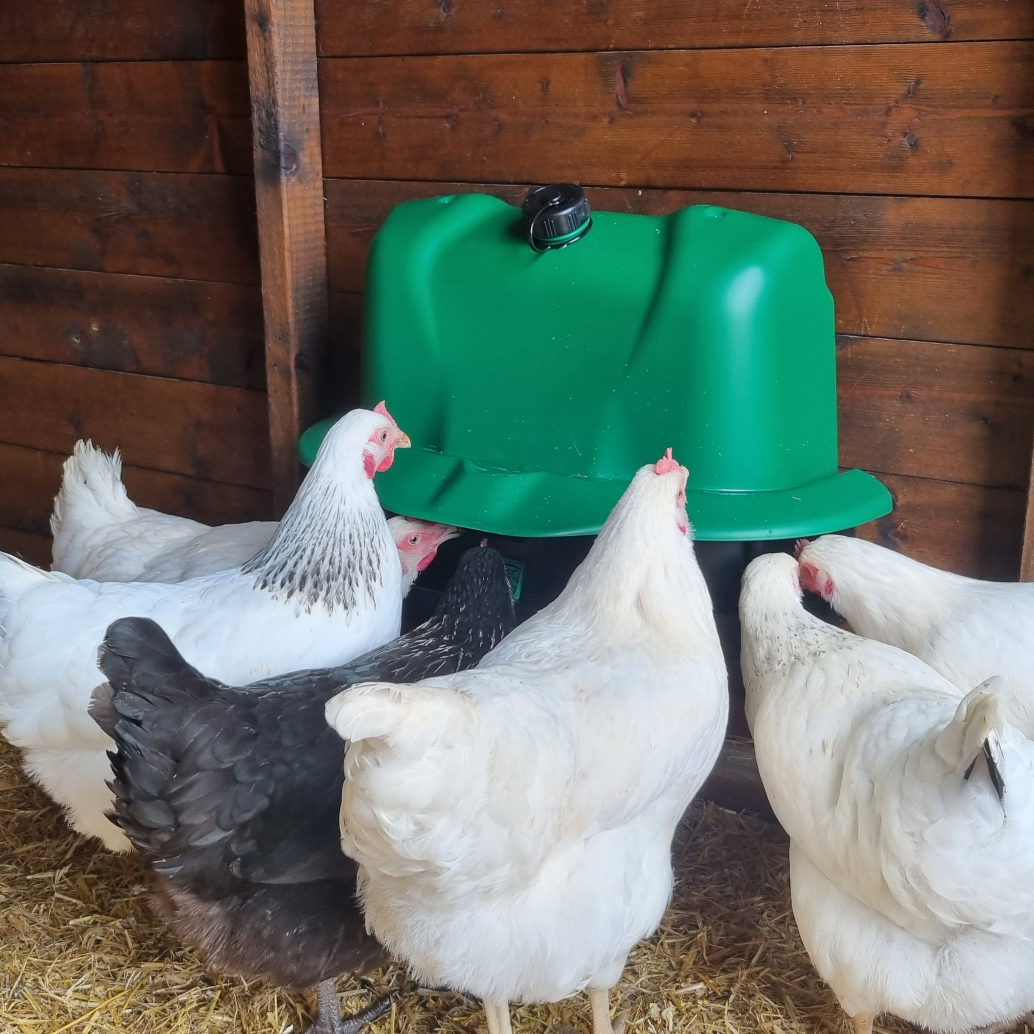 BEC Wise Mountable Drinker – 3 Gallon Poultry & Game Waterer