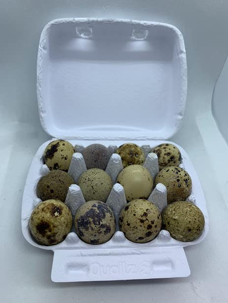 Coturnix Quail Fertile Hatching Eggs — 12 Count