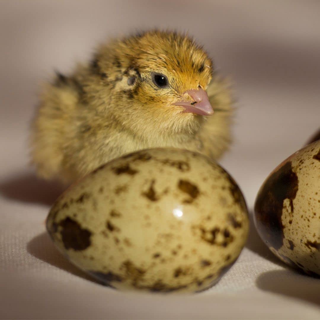 Jumbo Coturnix Quail Hatching Eggs — Brown/Wild Type