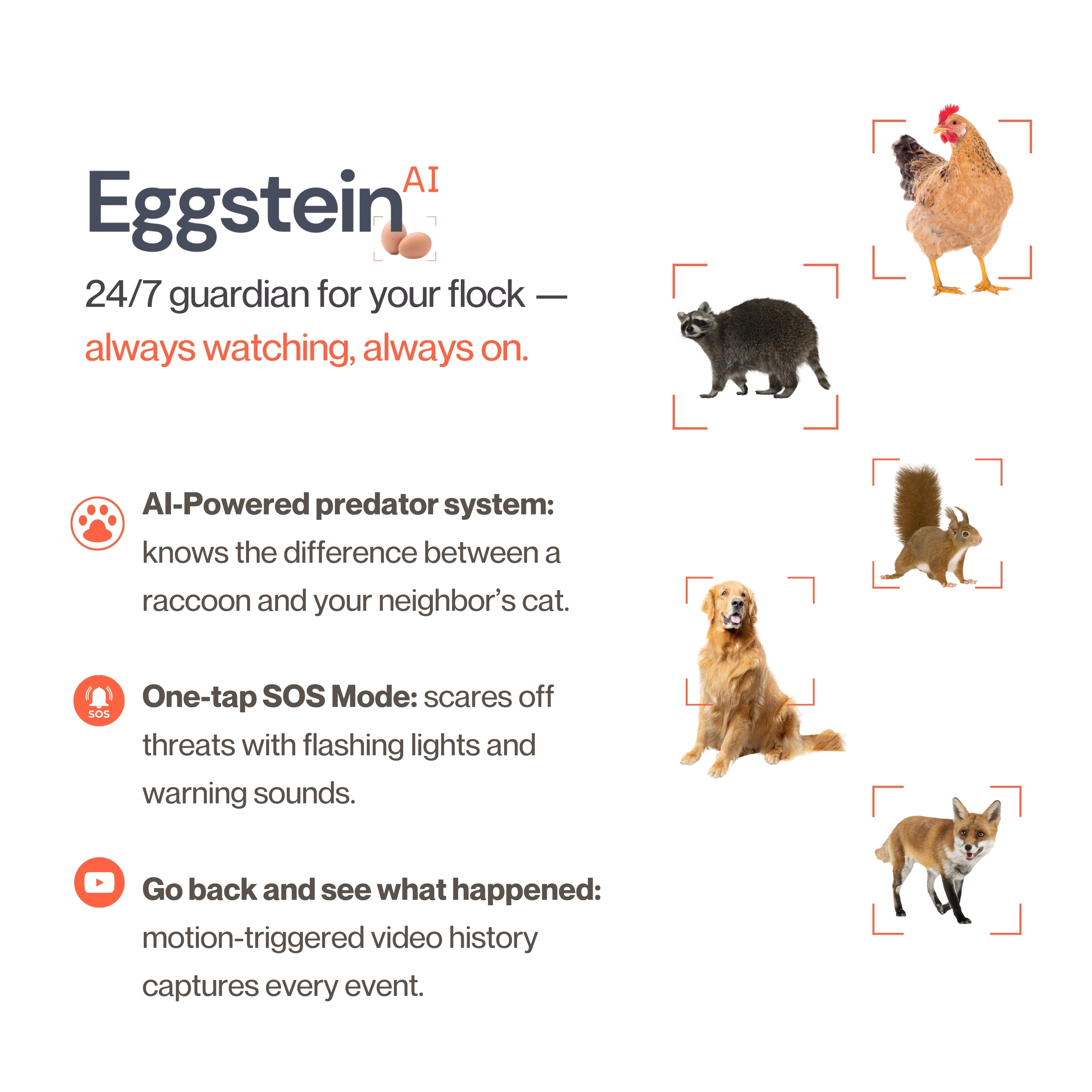 Chicken Coop Smart Camera | App & WiFi Control