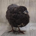 Black Quail Hatching Eggs - Pure Breed adult 