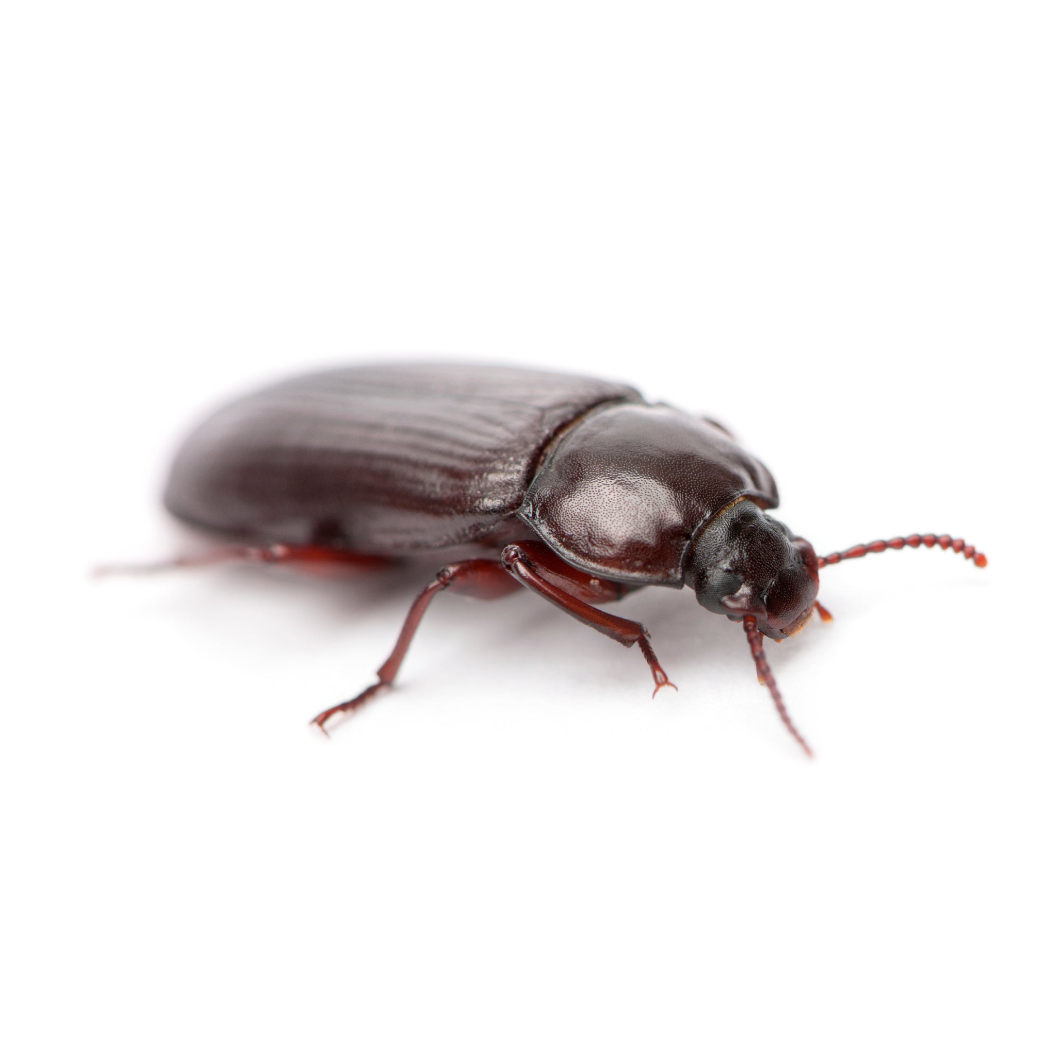 Hatching Time Live Mealworm Beetles