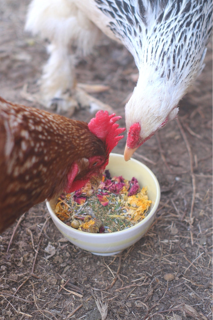 Pampered Chicken Mama Best Eggs Ever! (TM) Nesting Herbs (Chamomile, Roses, Lavender, Cornflowers, & Calendula) For Pet Chickens
