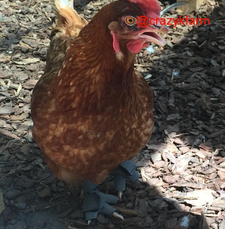 Birdy Bootie (chicken shoes, chicken booties, duck booties and goose shoes)