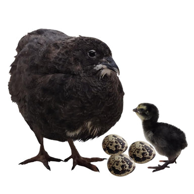 Black Quail Hatching Eggs - Pure Breed main image