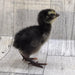 Black Quail Hatching Eggs - Pure Breed chick