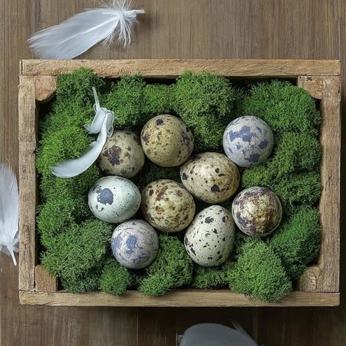 Coturnix Quail Fertile Hatching Eggs — 12 Count