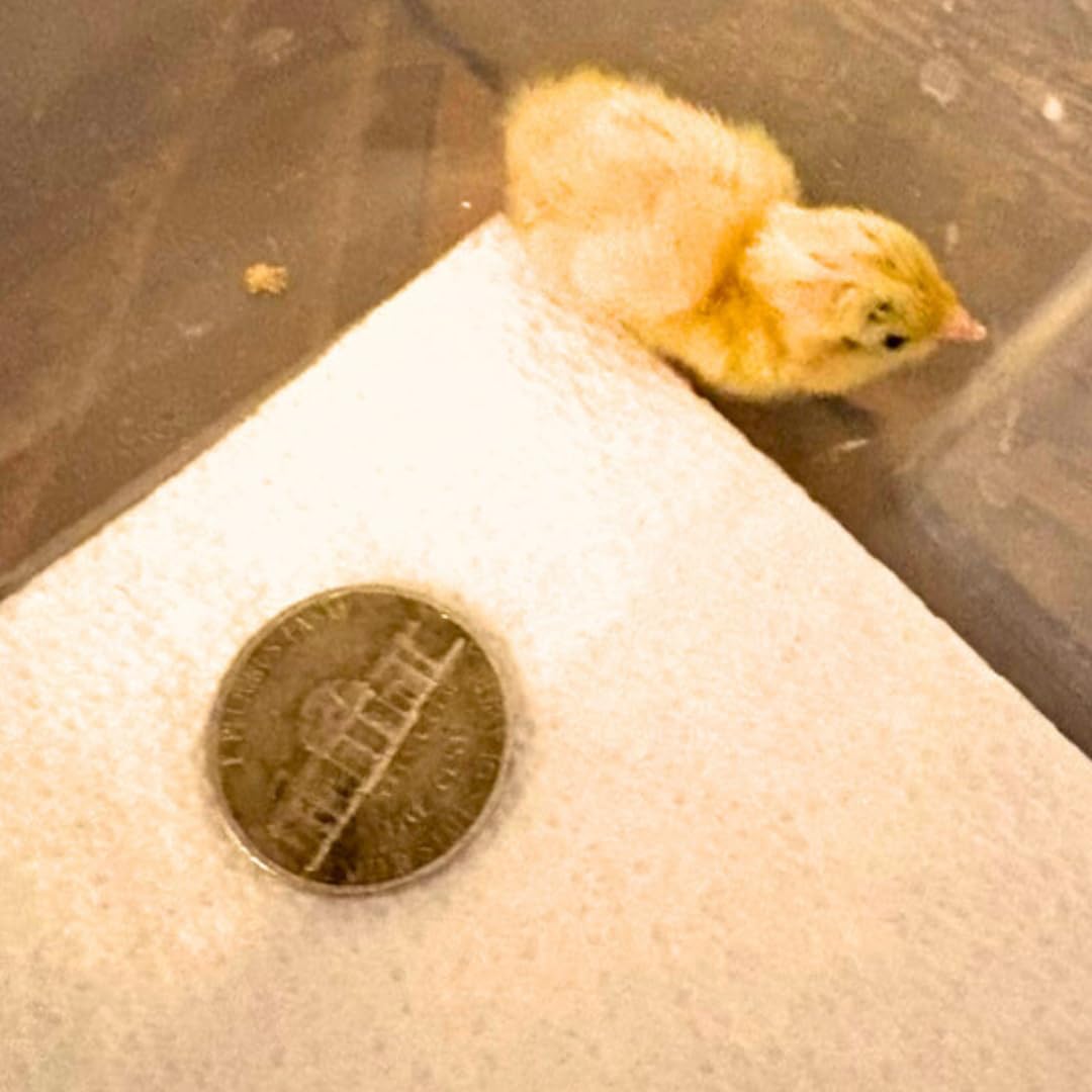 Button Quail Eggs -Eggs for Hatching