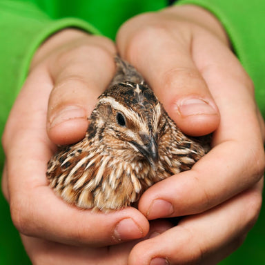 36 Quail Eggs for Hatching - Fertile Coturnix Selection Hens Choice main image