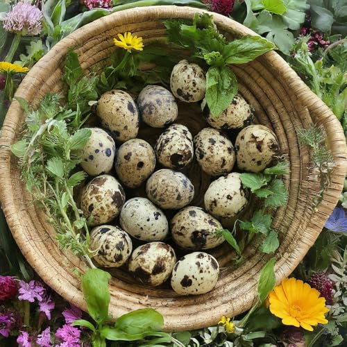 Coturnix Quail Fertile Hatching Eggs — 12 Count
