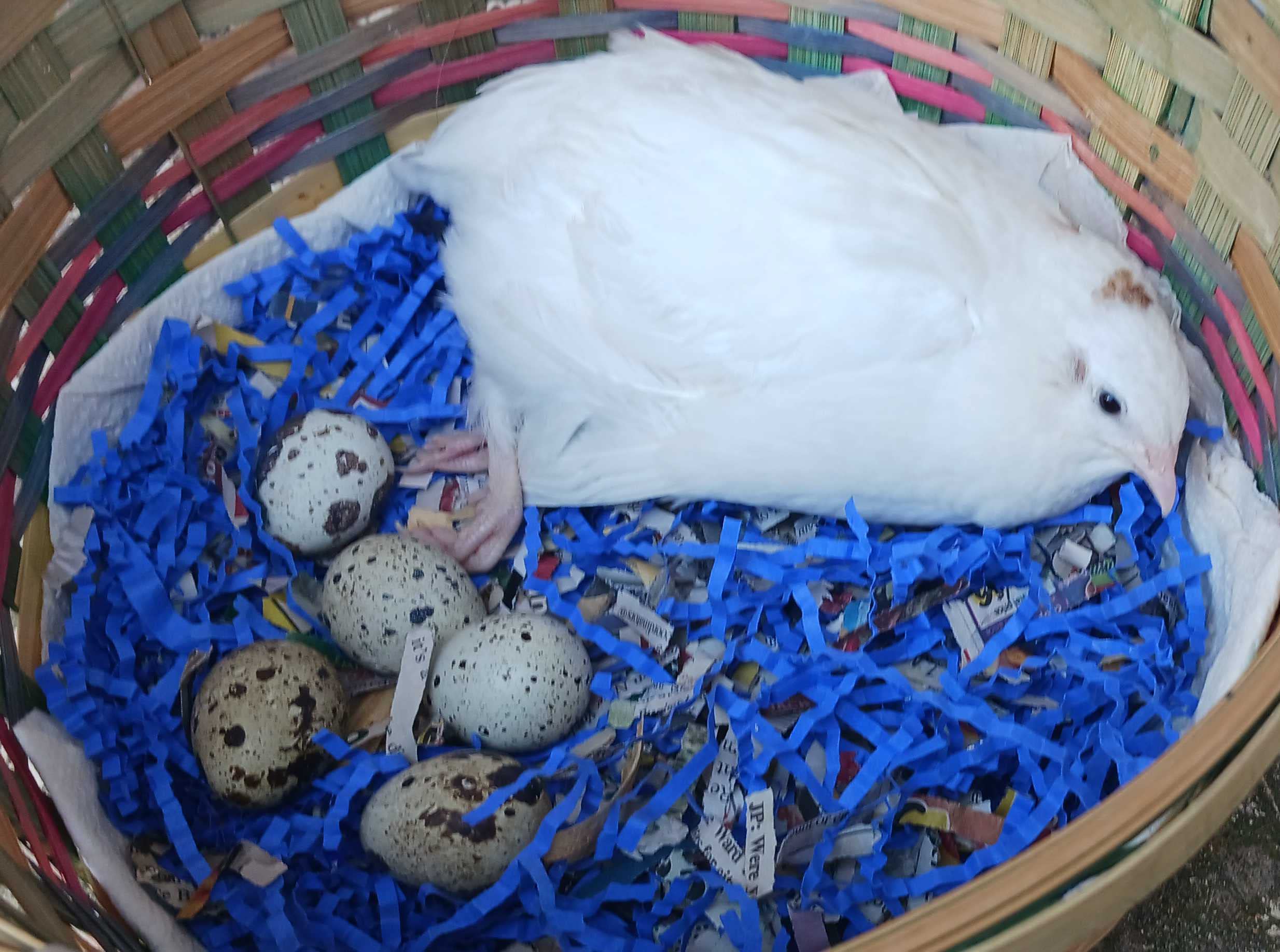 Jumbo White Coturnix Hatching Eggs