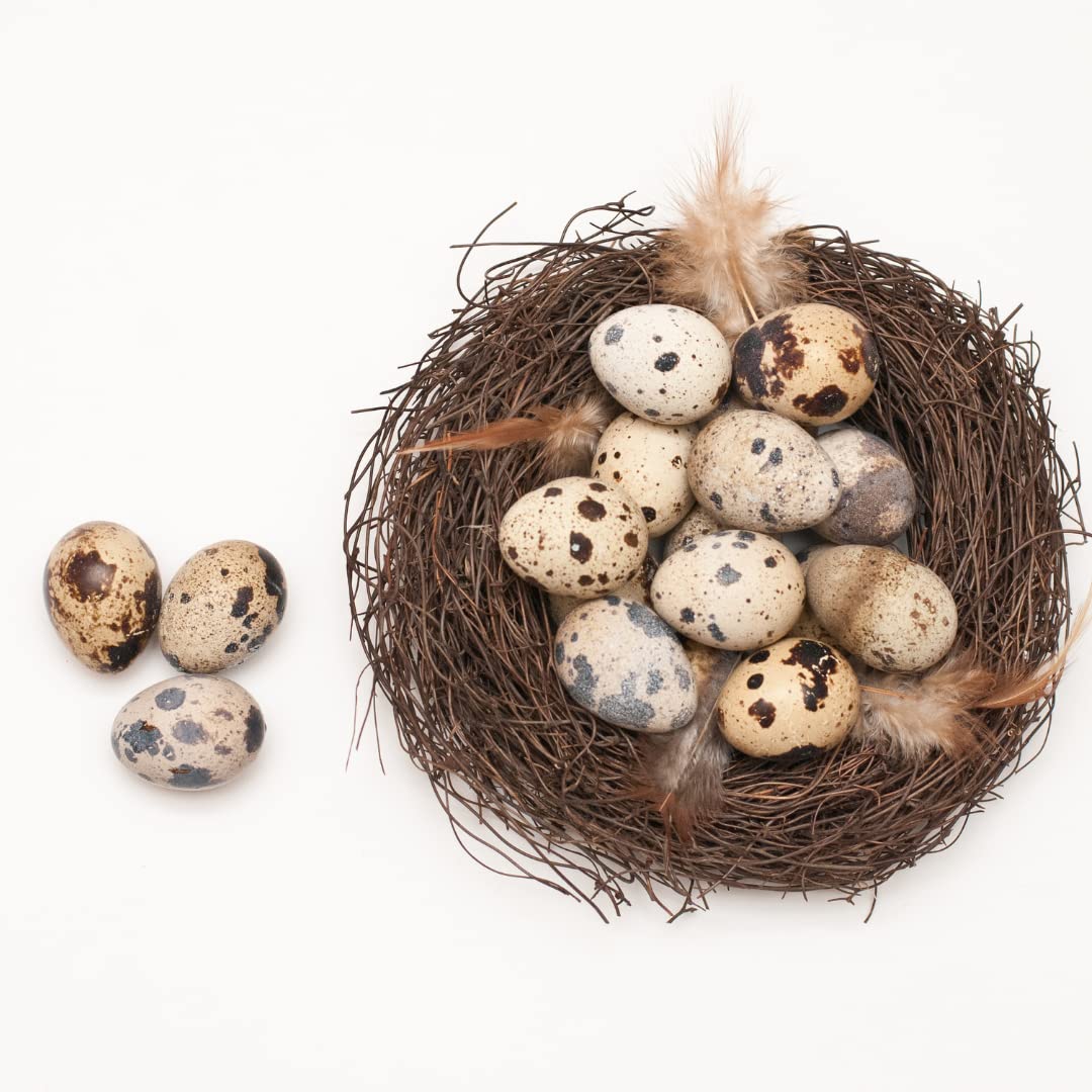 Fertile Quail Hatching Eggs - Mixed Variety